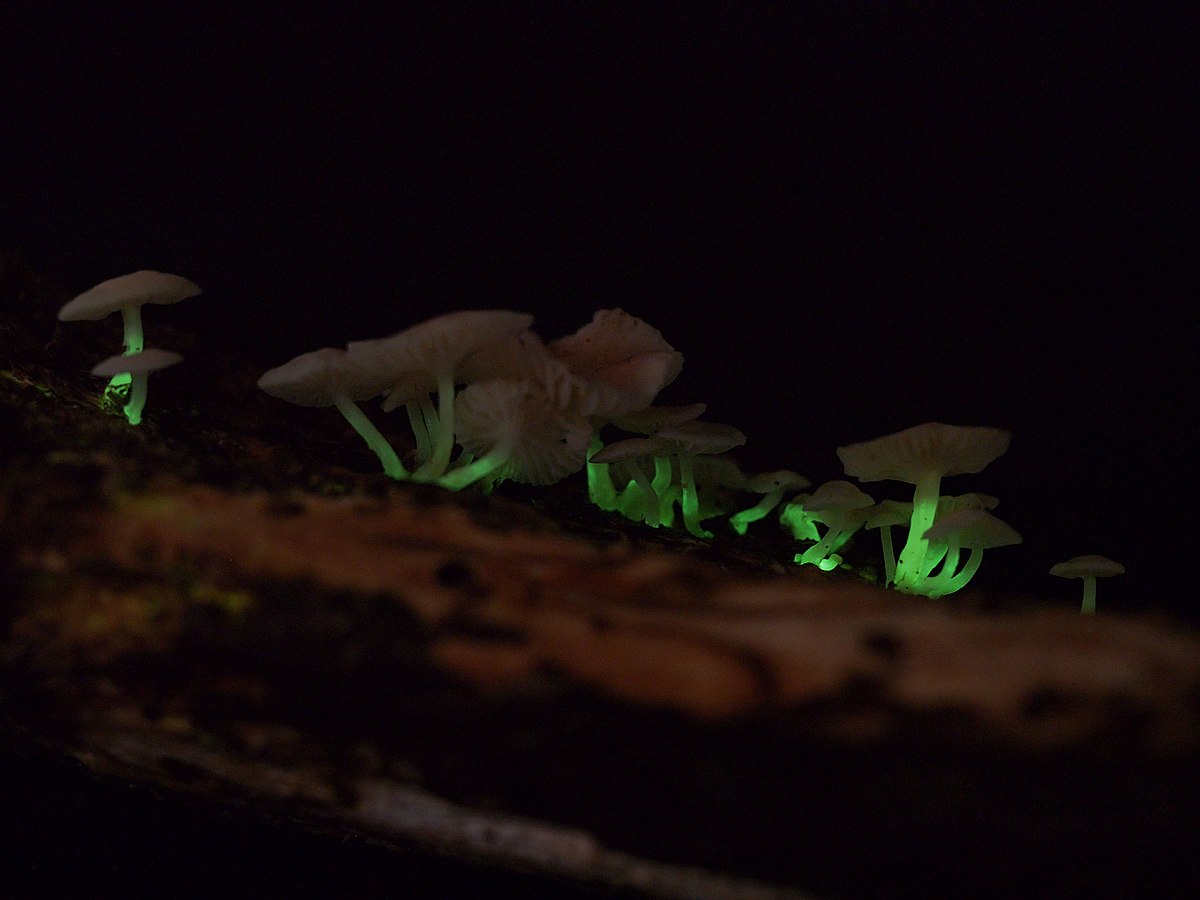 armillaria mellea bioluminescence
