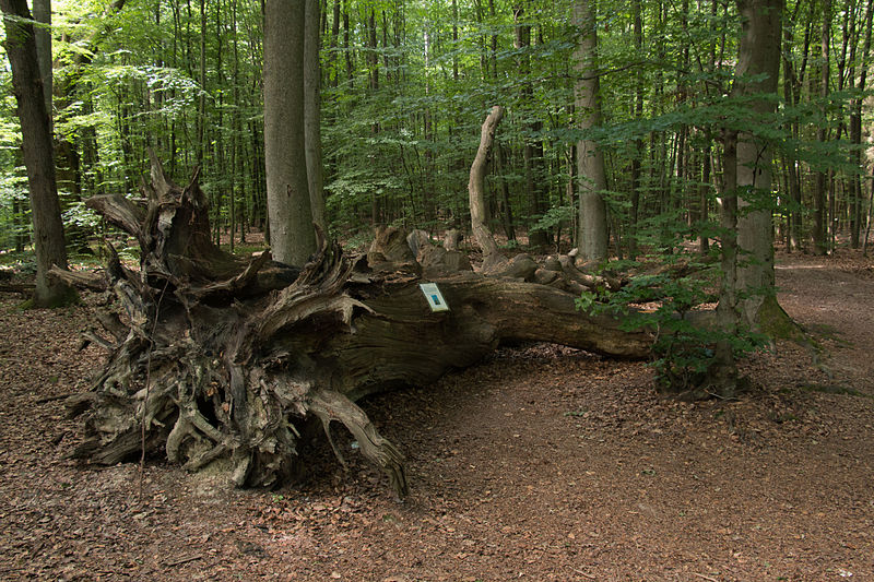 File:MK12980 ND Monstranzenbaum.jpg