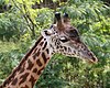 Maasai Giraffe 07.JPG