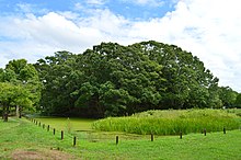 ファイル:Magodayu-yama_Kofun_zenkei.JPG