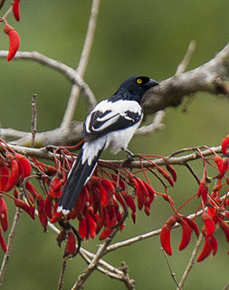 Magpie tanager