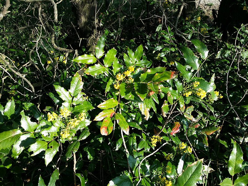 File:Mahonia aquifolium sl2.jpg