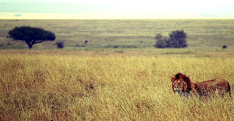 File:Male lion on savanna.jpg