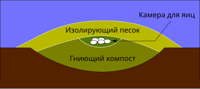 Разрез гнезда большеногов