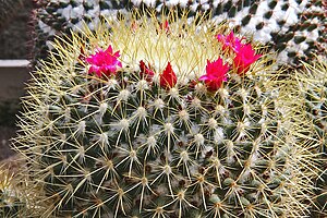 Mammillaria rhodantha subsp.  pringlei