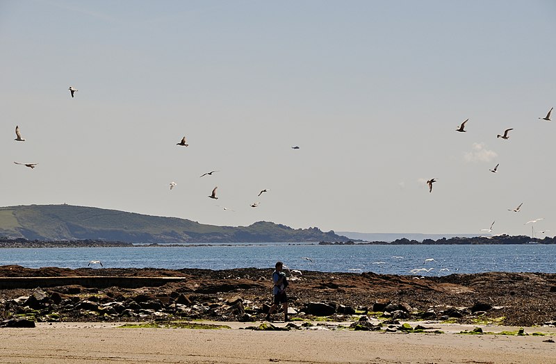 File:Marazion , Coastline ^ Seagulls - geograph.org.uk - 2499615.jpg