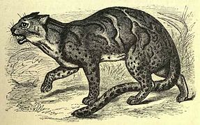 Marmurinė katė