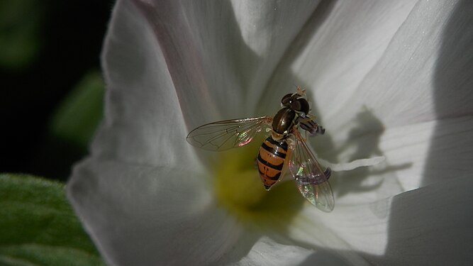 Hoverfly (Syrphidae)