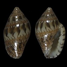 Marginella gemmula 001.jpg