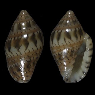 <i>Marginella gemmula</i> species of mollusc