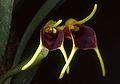 Masdevallia bicolor