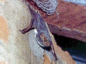 Mauritian Tomb Bat