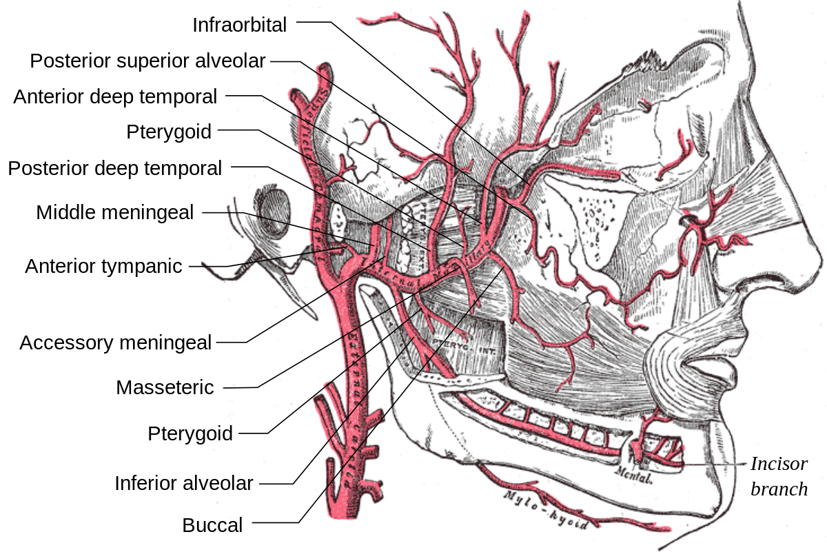 A maxillaris. Верхнечелюстная артерия ветви схема. Верхнечелюстная артерия схема. Анатомия сосуды и нервы в области верхней челюсти. Arteria maxillaris схема.