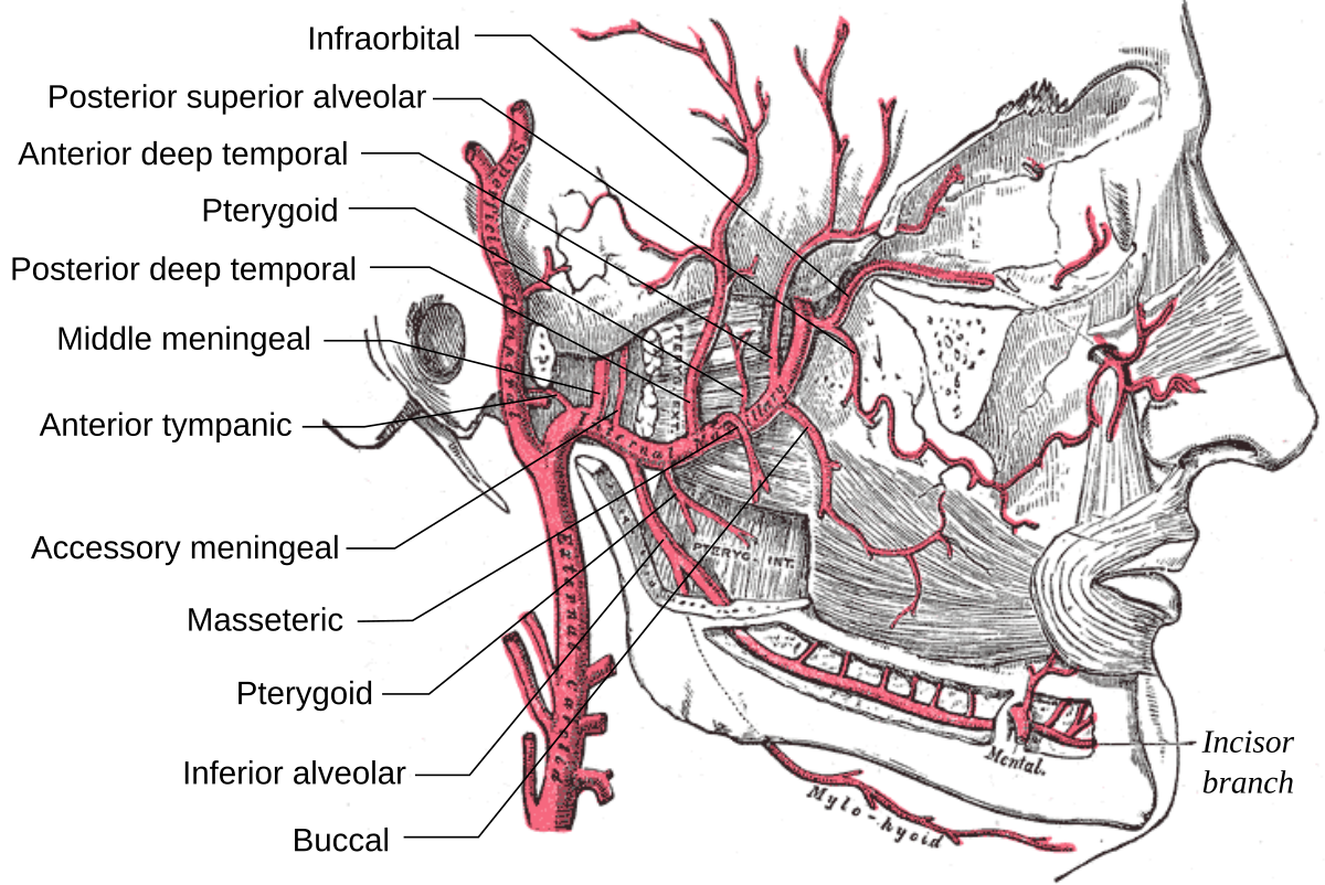 Arteria maxillaris схема