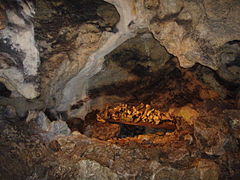 Knochen von gefallenen Soldaten (unten) und von Höhlenbären (oben)