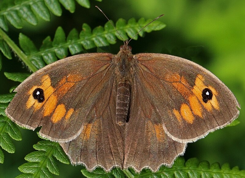 File:Meadow brown butterfly (Maniola jurtina) female (cropped).jpg