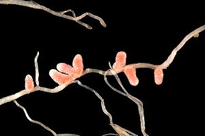 Colour photograph of roots of Medicago italica, showing root nodules