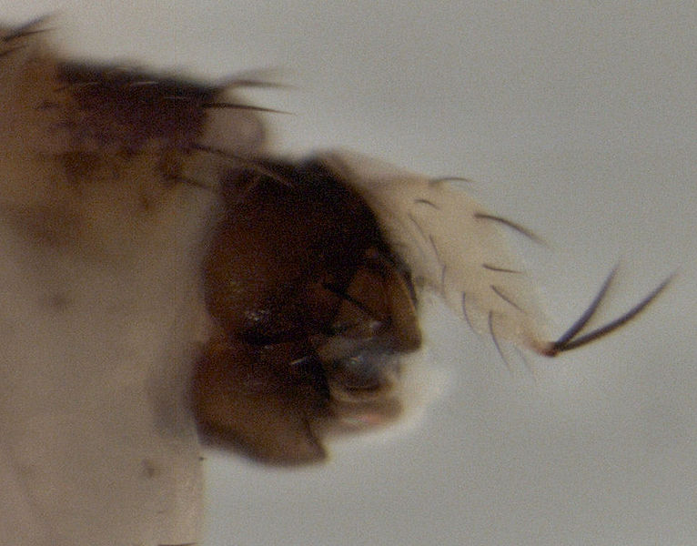 File:Megaselia scalaris male terminalia.jpg