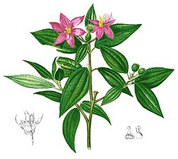 Purppuramelastoma (Melastoma malabathricum)