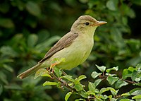 Melodious warbler (Hippolais polyglotta), Le Petit Loc'h, Guidel, Brittany, France (19972894766) (cropped).jpg