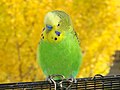 Light Green Budgerigar