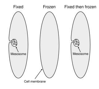 <span class="mw-page-title-main">Mesosome</span> Mesosome