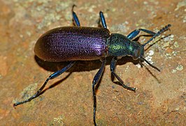 Metallic Tree Darkling Beetle (Strongylium purpuripenne) (11670840164).jpg