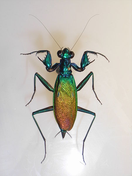 File:Metalliticussplendidus.JPG