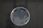 Thumbnail for Microbacterium pygmaeum