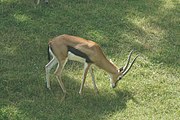 Thomson's gazelle