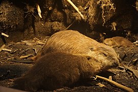 Milwaukee Public Museum March 2023 75 (Wisconsin Mammals--Beaver).jpg