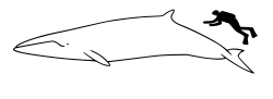 Minke whale size.svg