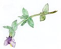 Watercolour of wetland money flowers (Mimulus)