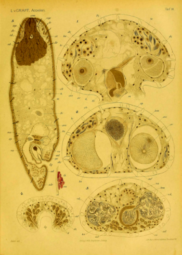 Otocelis rubropunctata