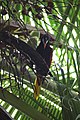 De Montezuma oropendola in Tortuguero National Park - Costa Rica