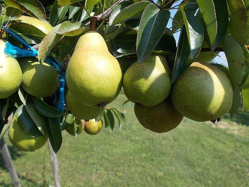 File:More pears, 2020 Marcali.jpg