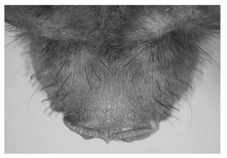 dorsal view of the distinctive facial bristles Mormopterus eleryi rostrum.png