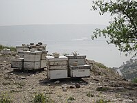 מספר כוורות בהר ברניקי