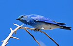 Thumbnail for File:Mountain Bluebird Seedskadee NWR (16694719613).jpg