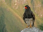 Mountain caracara.jpg