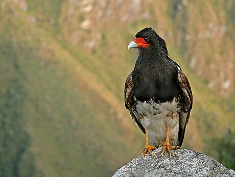 Caracara (subfamily)