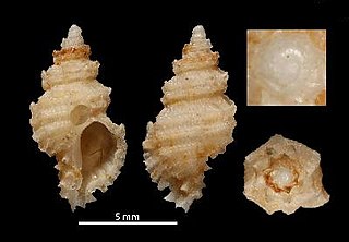 <i>Murexsul diamantinus</i> Species of gastropod