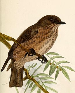 Sooty flycatcher Species of bird