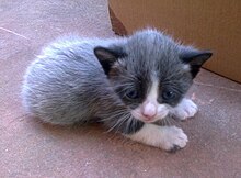 Black and white bicolor kitten with fever coat expression over the black fur My adorable little cat (cropped).jpg