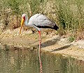 * Nomination Mycteria ibis(Yellow-billed stork), Réserve Africaine de Sigean, France --Llez 06:02, 29 November 2019 (UTC) * Promotion Very good quality. -- Ikan Kekek 06:29, 29 November 2019 (UTC)