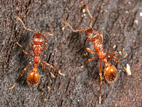 Myrmica-rubra-worker.jpg -kuvan kuvaus.