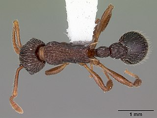 <i>Myrmica punctiventris</i> species of insect