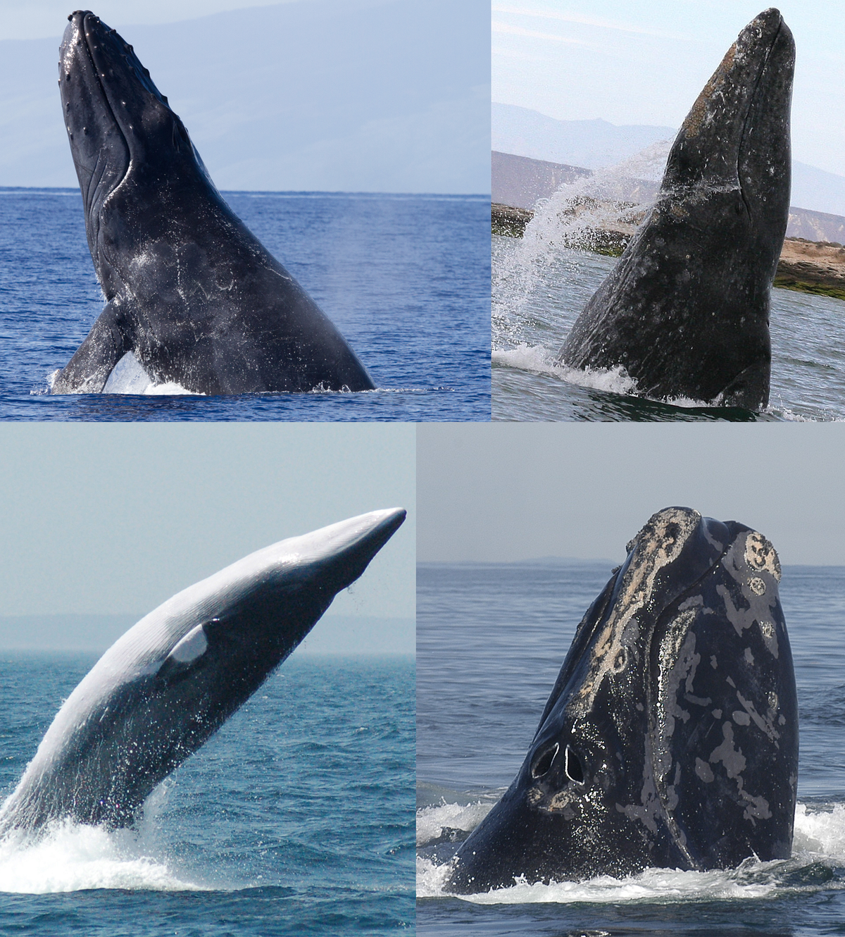 southern right whale national geographic
