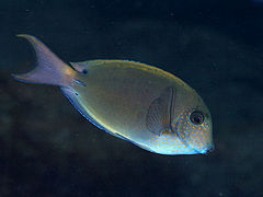 Acanthurus nigrofuscus