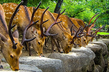 Tập_tin:Nara_Deer_in_a_row_(6080938797).jpg